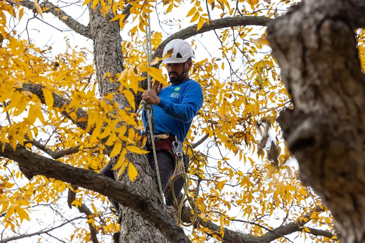 Skilled Storm Damage Cleanup crew working in Donaldson